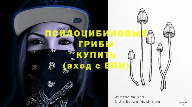 Псилоцибиновые грибы Psilocybe  цена   Курск 